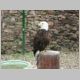 049 Volerie des Aigles.jpg